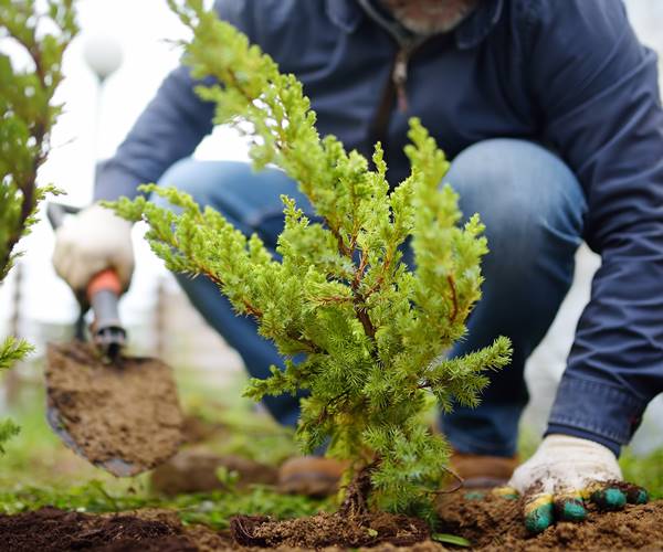 A person Planting a coniferous tree in the garden