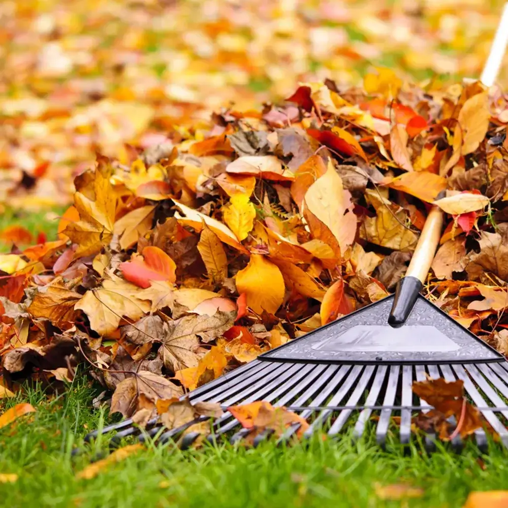 Leaves Cleaning services