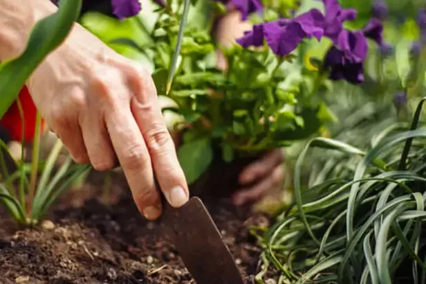 gardening mistakes to avoid