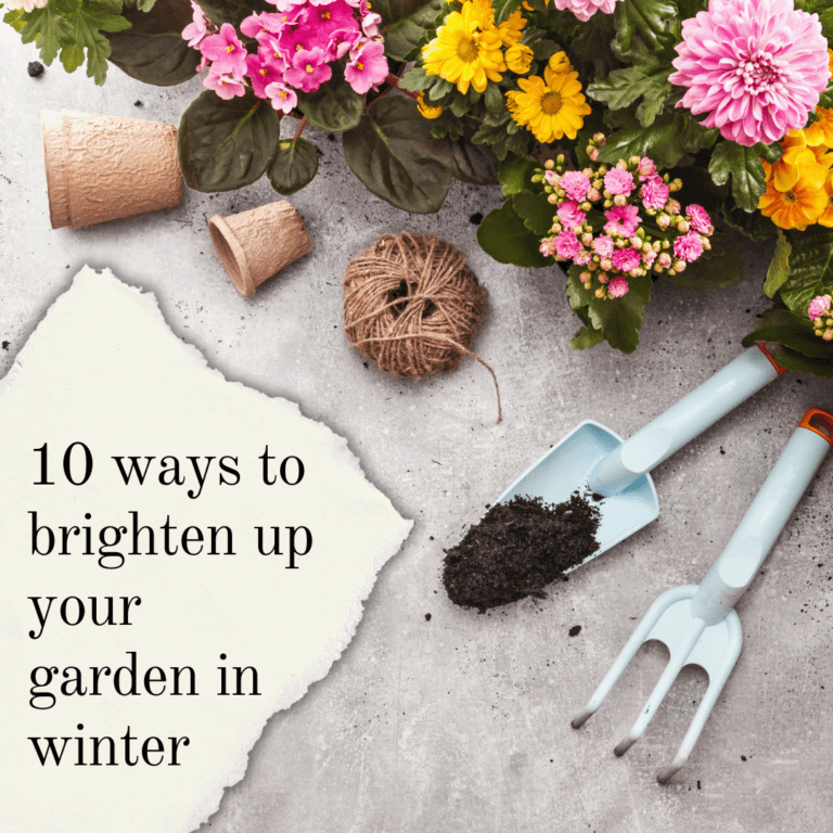 10 ways to brighten up your garden in winter