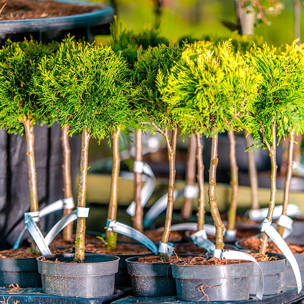 Trees For Sale and Planting in Caledon, Toronto and Brampton