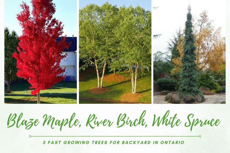 5 Fast Growing Trees for Backyard in Ontario
