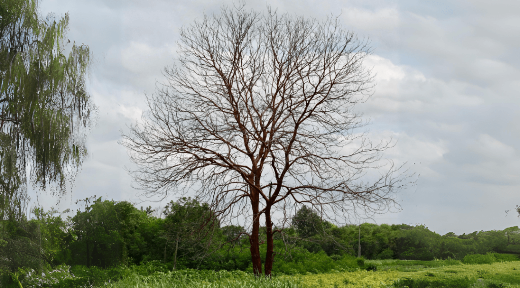 tree dying