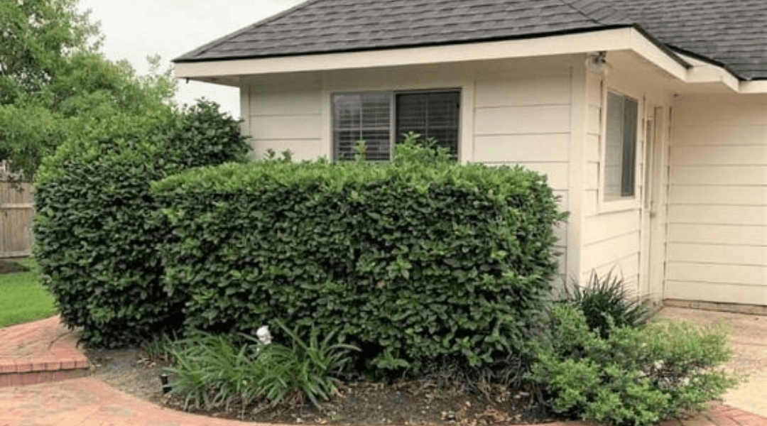 Best Hedges for All-Year Round for Your House in Ontario